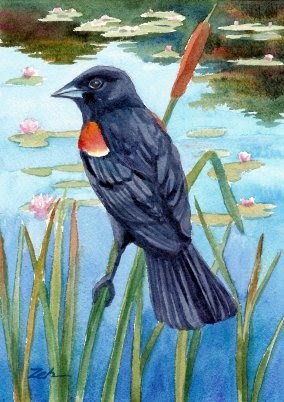 Red-Winged Blackbird