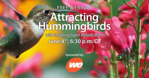 attracting hummingbirds