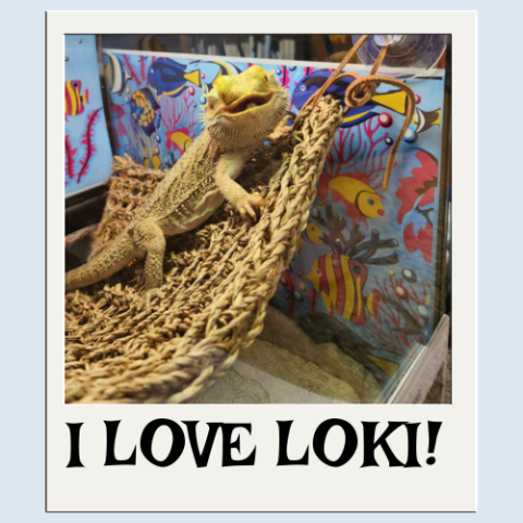 A polaroid of loki