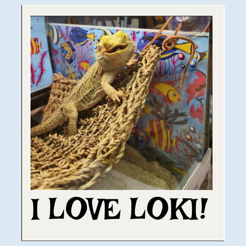 A polaroid of loki